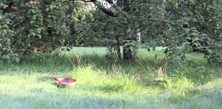 Meditatie: adem als anker Yoga in het park